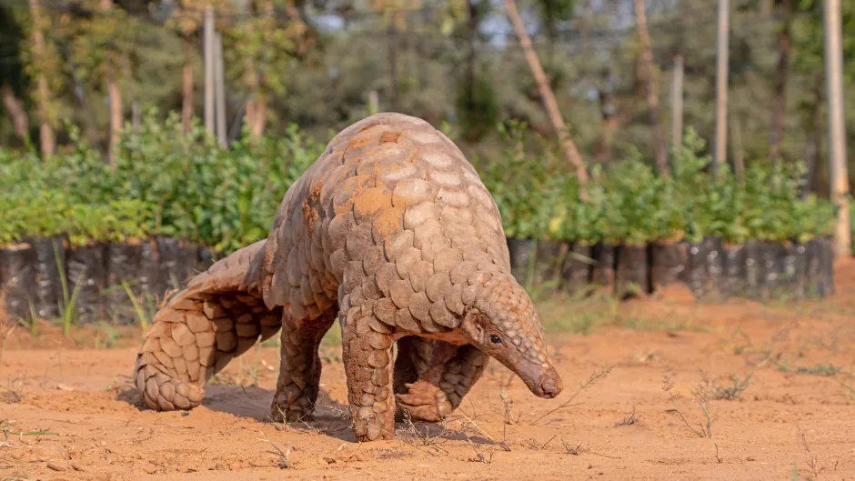 Vorderindisches Schuppentier (Manis crassicaudata): wegen seiner Schuppen und seines Fleisches eine der am meisten gehandelten beziehungsweise geschmuggelten Wildtierarten der Welt